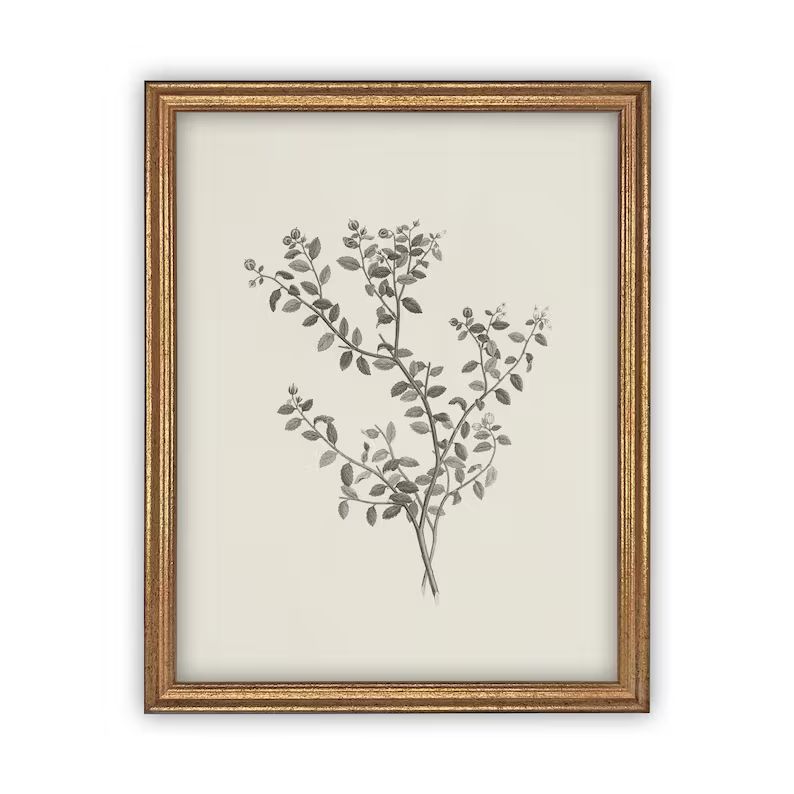 Vintage Framed Canvas Art // Framed Vintage Print // Vintage Painting // Botanical Sketch // Farm... | Etsy (US)