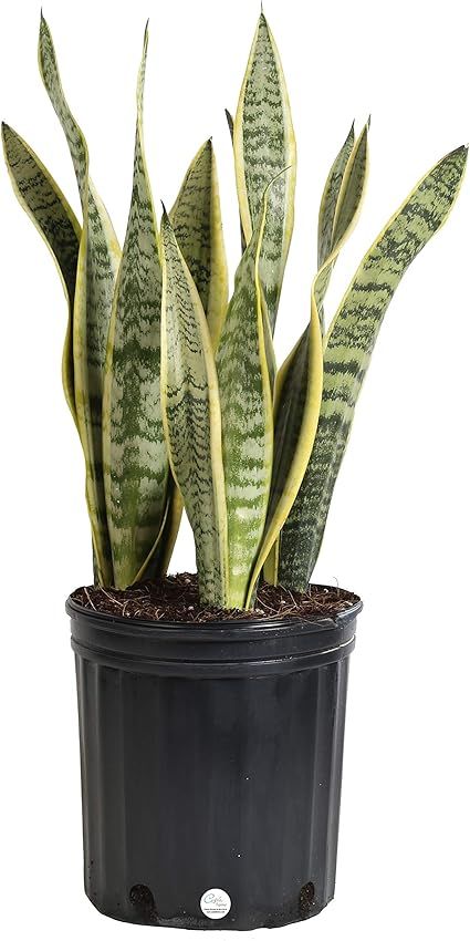 Costa Farms Snake Plant, Sansevieria laurentii, Live Indoor Plant, 2 to 3-Feet Tall, Ships in Gro... | Amazon (US)
