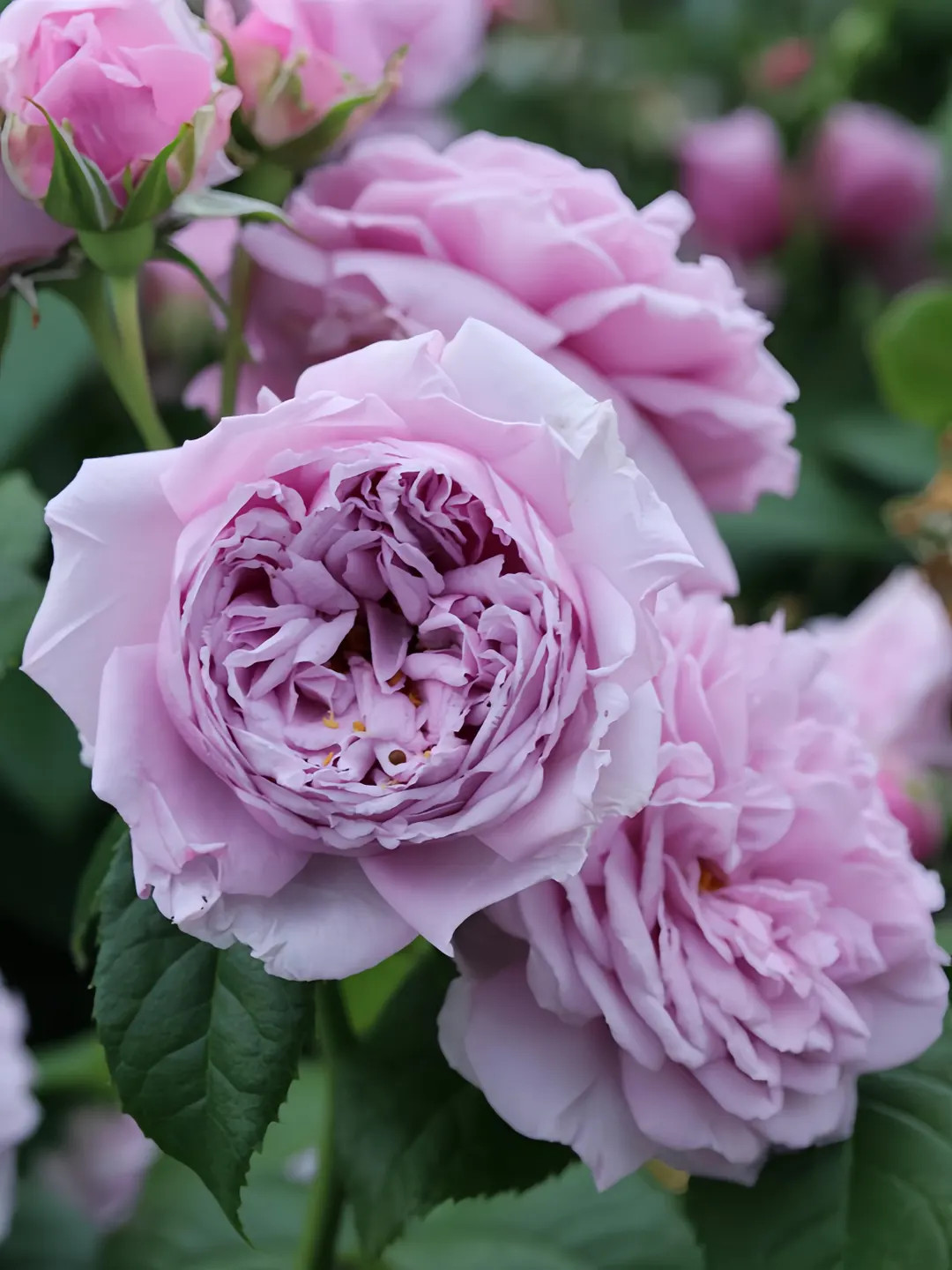 Le ciel bleu 青空 | Etsy (US)