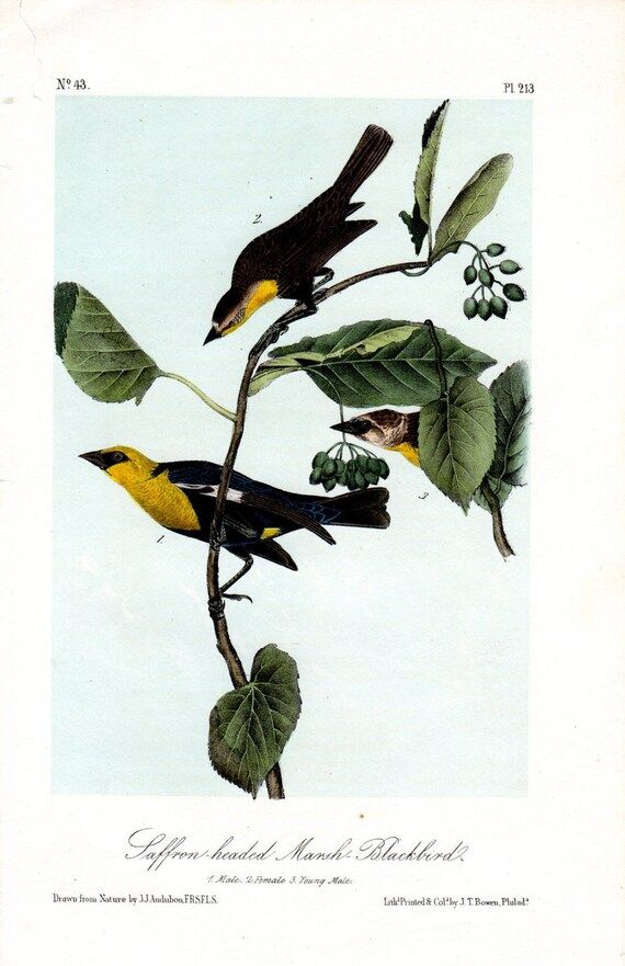1856 Audubon Antique Bird Print Marsh Blackbird Plate 213 2nd Octavo Ed   Vintage Bird Print | Etsy (US)