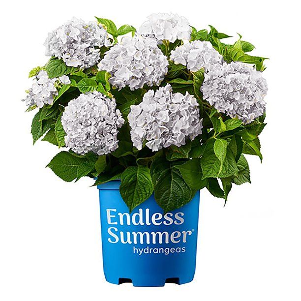 Endless Summer Blushing Bride Hydrangea Live Shrub (2 Gallon) - Walmart.com | Walmart (US)