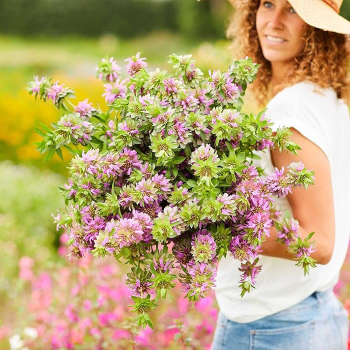 Eden Brothers Lemon Mint Seeds | Amazon (US)