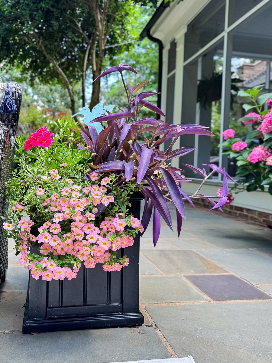 Self Watering containers….this is the 16 inch! 