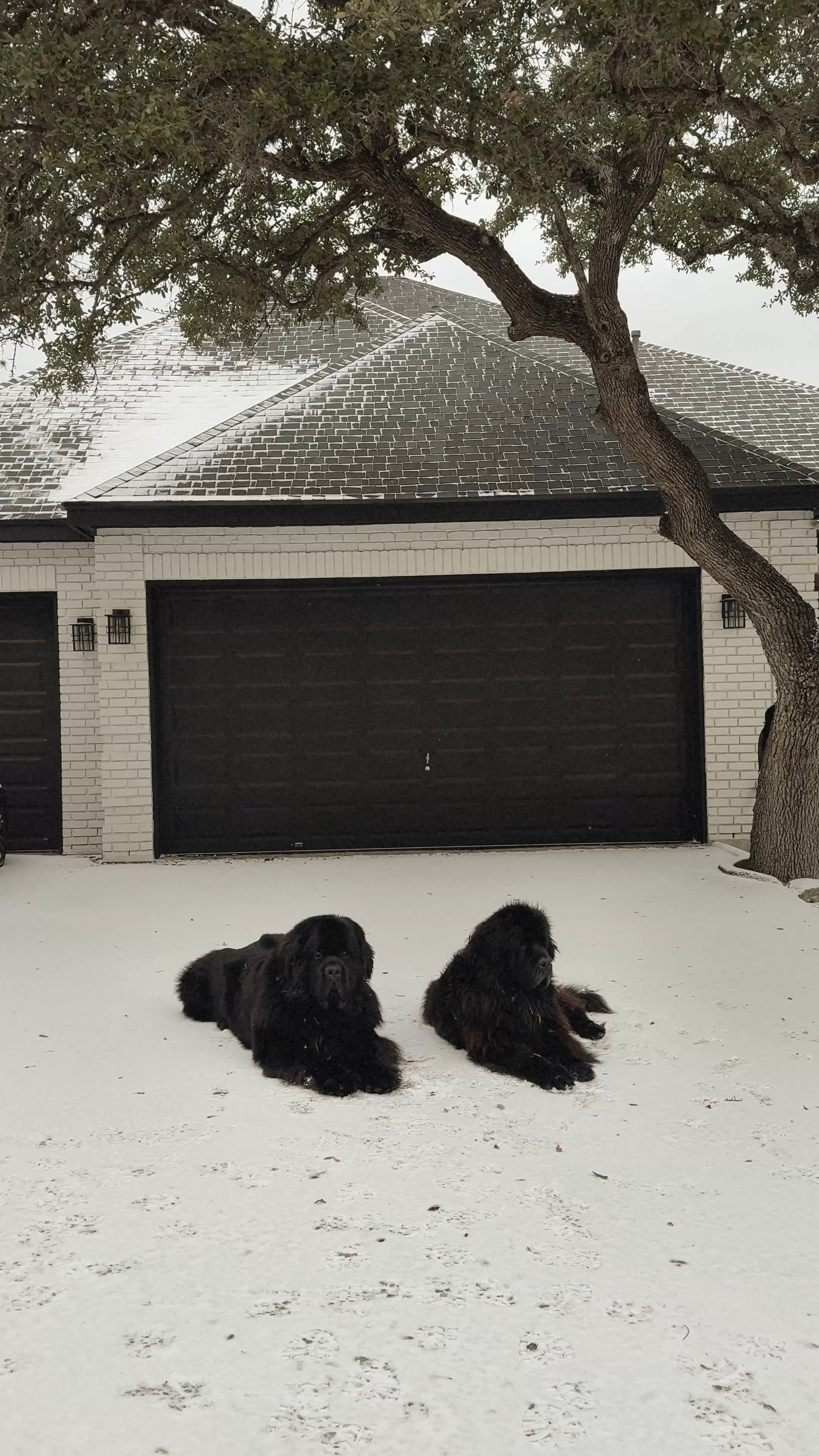 Just a relaxing video of these two chilling (literally) on this manic Monday. And I’ve linked a few of our favorite floof products right now 

#LTKPets #LTKWatchNow
