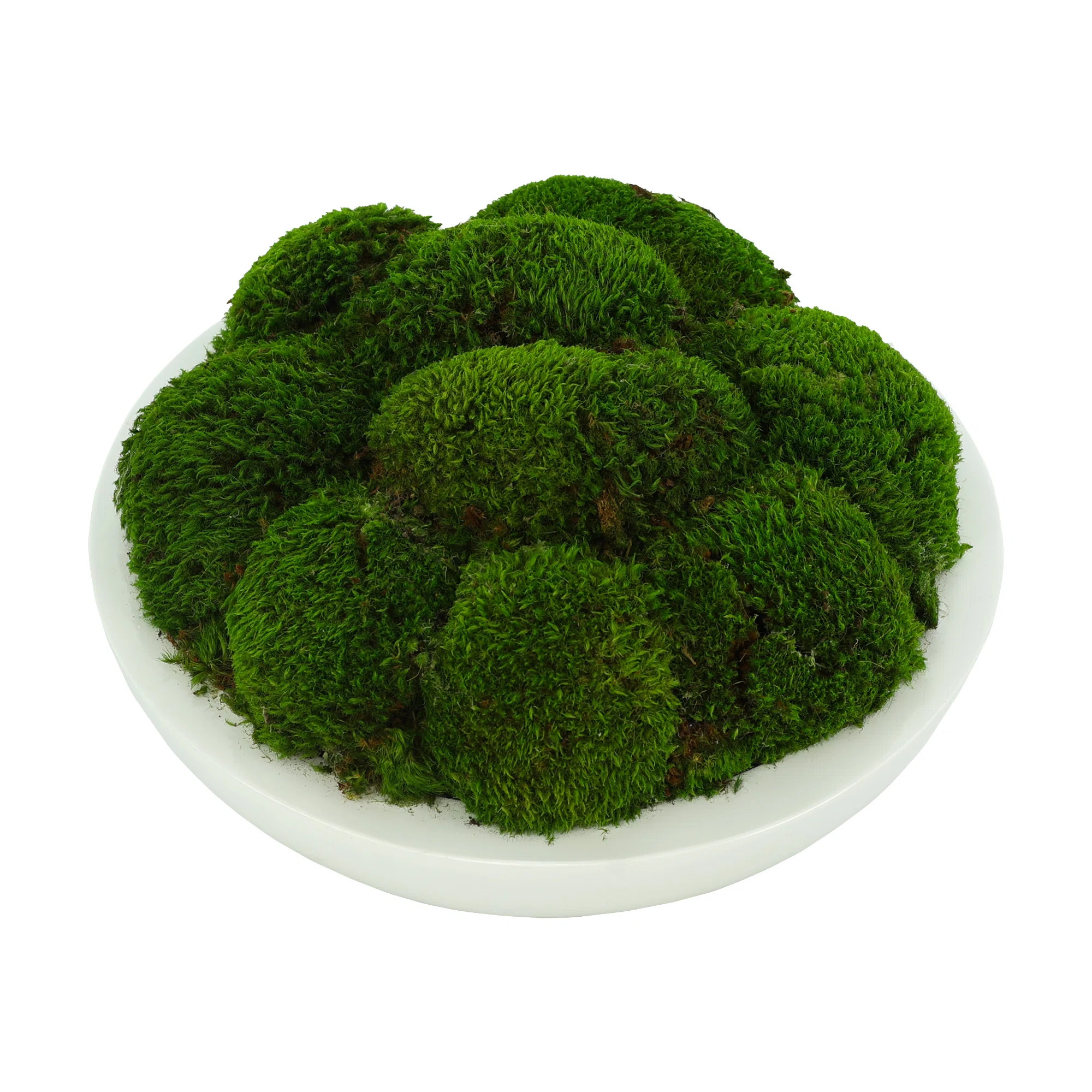 Vanora Preserved Moss Plant in Planter | Wayfair North America