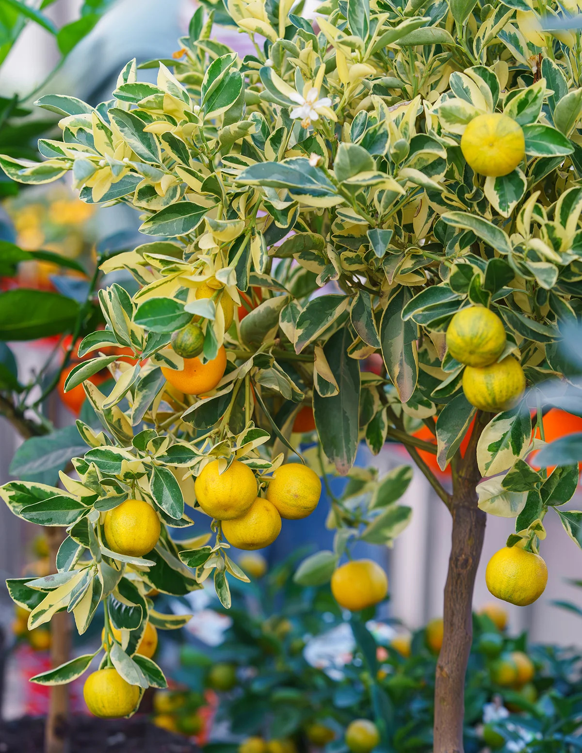Pink Variegated Eureka Lemon Bush | The Sill