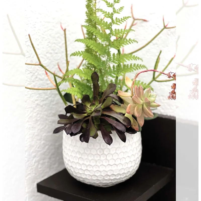 Holasice Ceramic Pot Planter | Wayfair North America