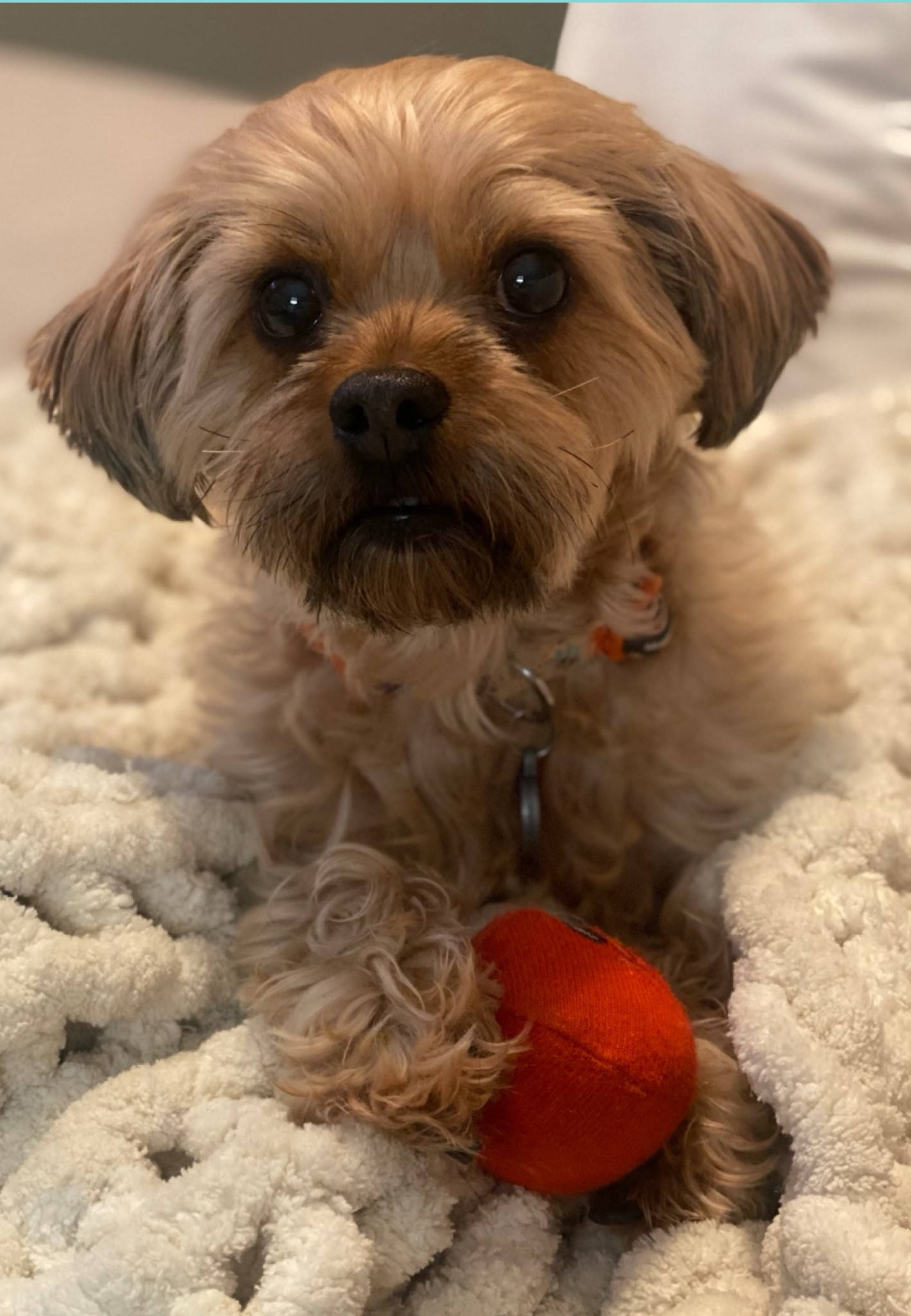 Keep your pup active with these plush silly face balls! 

#LTKHome #LTKParties #LTKFindsUnder50