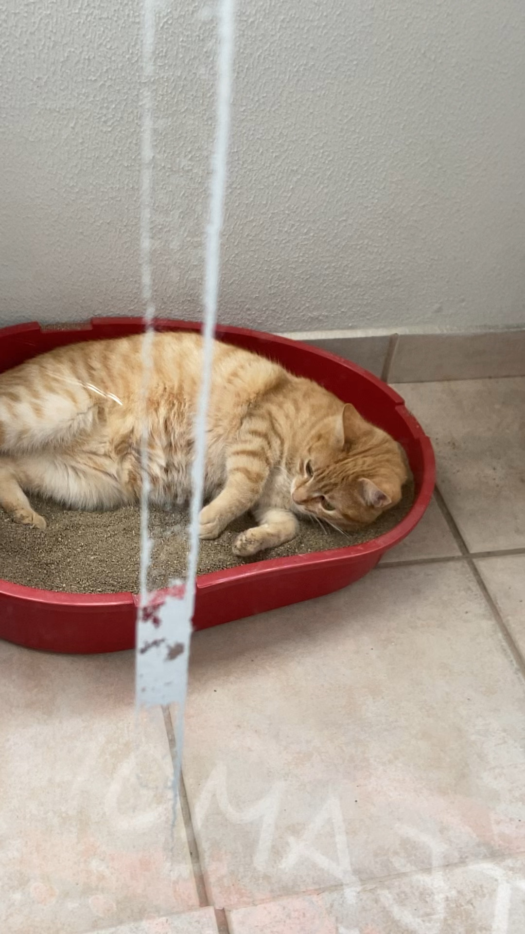 Quando você entende a necessidade de escolher uma areia que seja boa, mas não mto boa, senão o gato brinca com ela 

#LTKwinter #LTKhome #LTKbrasil