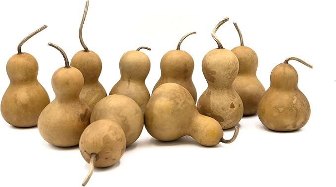 Box of 10 Bottle Gourds - 2" in Diameter, Dried Gourds for Crafting and Decorating | Amazon (US)