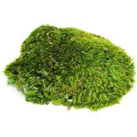 Mood Moss - 1 Gallon Preserved | Etsy (US)