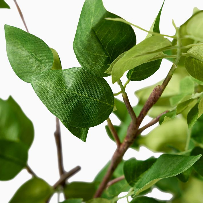 Faux Potted Bursera Plant | West Elm (US)