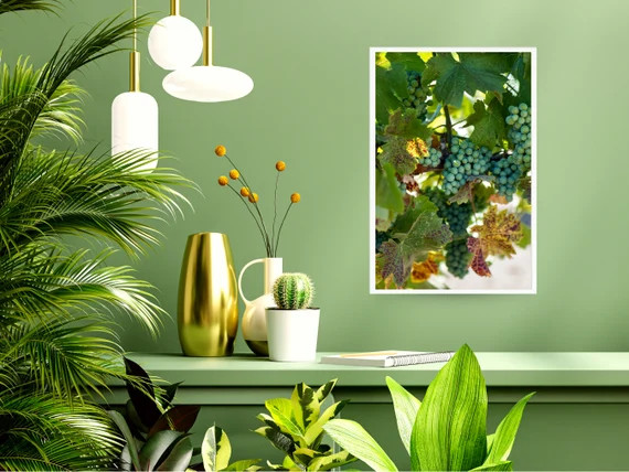 Framed Photograph  Grapevine and Vineyard Harvest  | Etsy | Etsy (US)