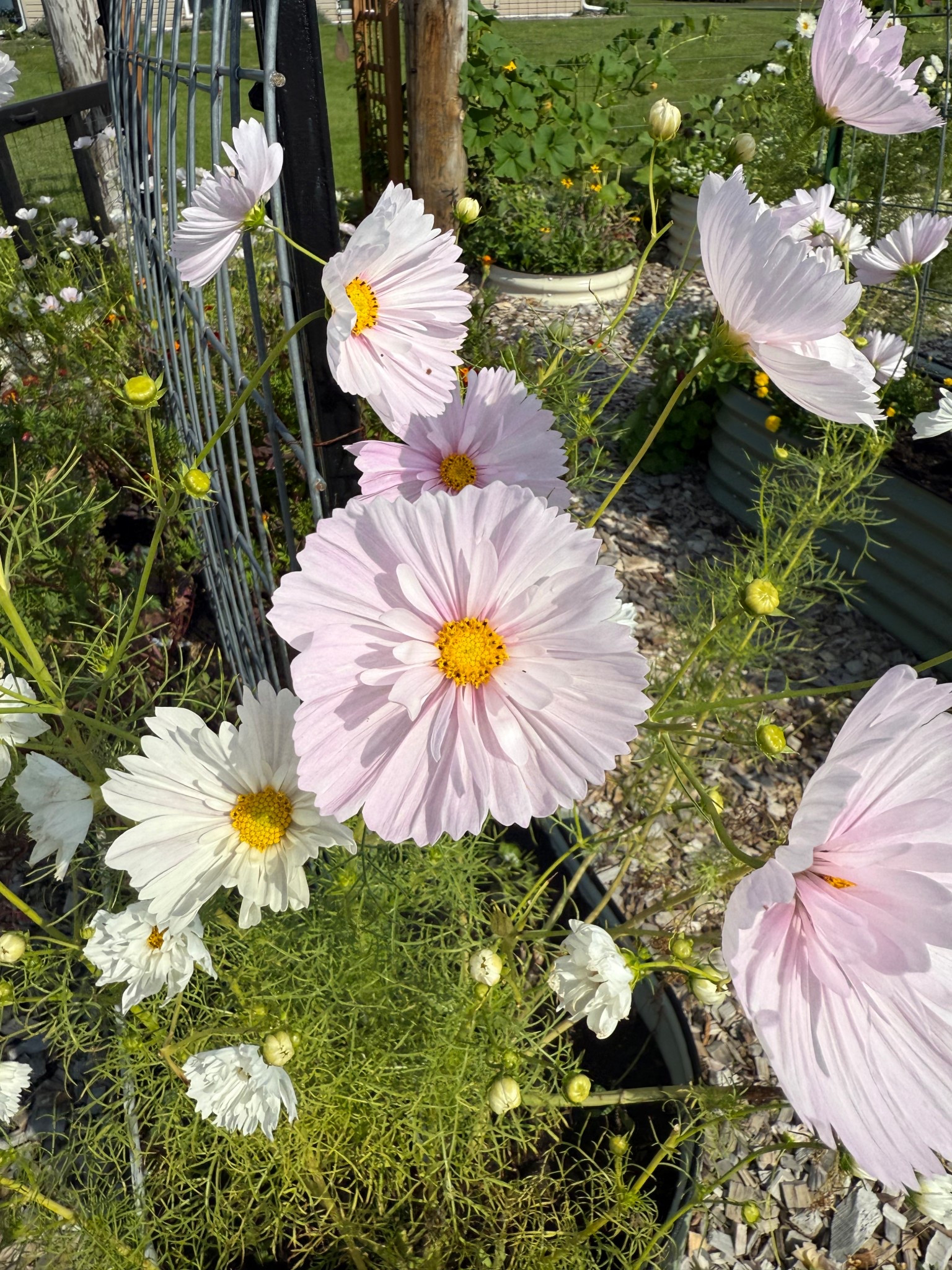 Cupcakes Blush Cosmo