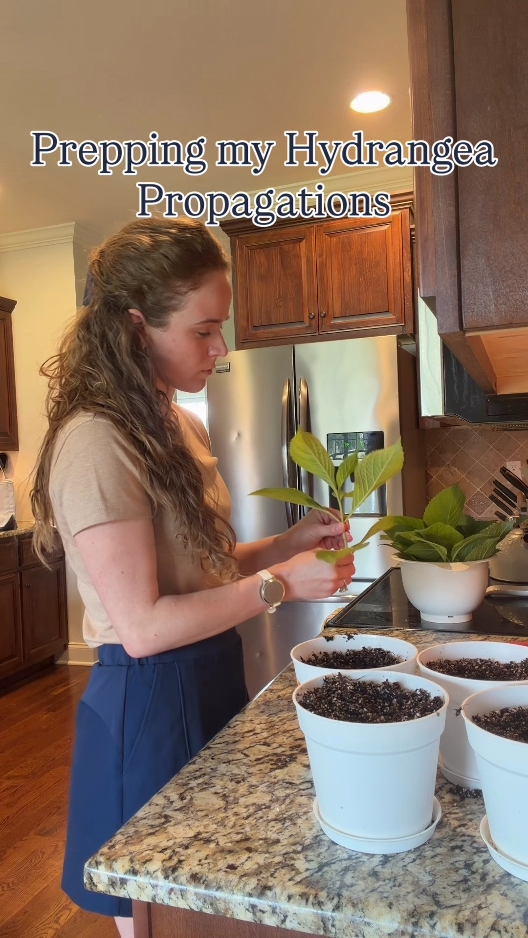 Let’s prep some fresh hydrangea propagations!! I’m having the best time growing these little guys - & it’s so easy to get them all set up! Hopefully I’ll get a few strong plants out of this group!!

#LTKvlog #LTKHome