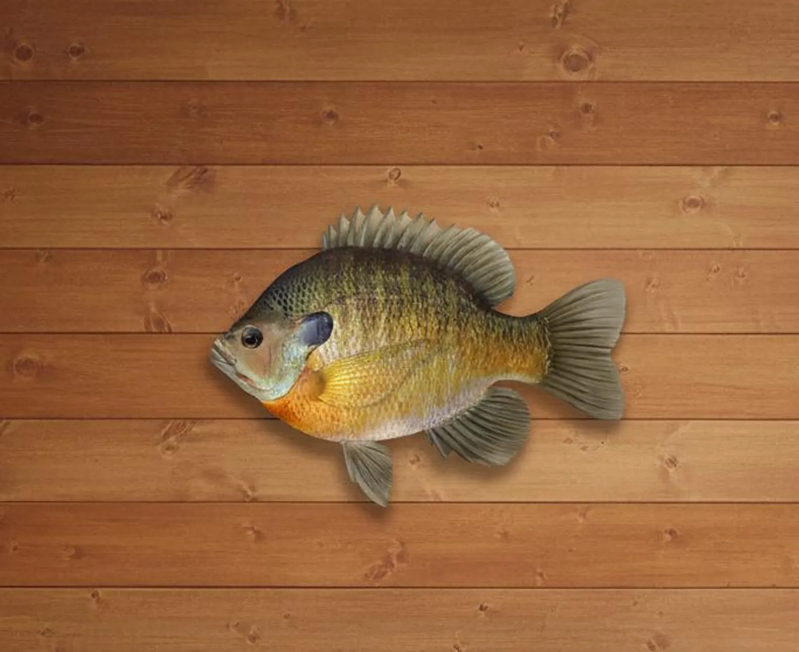 Realistic Bluegill Replica Flat Metal Wall Art – Lake House Cabin Decor - Etsy | Etsy (Global)