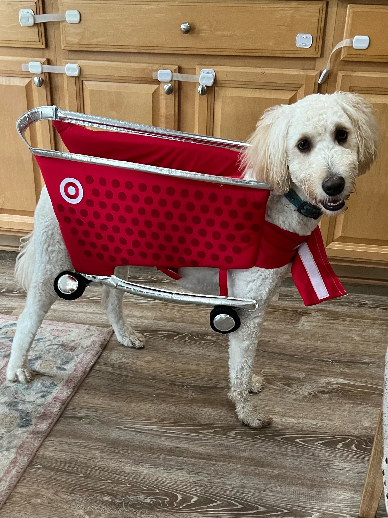 Target dog. Best $15 I’ve ever spent lol Halloween dog costume  

#LTKSeasonal #LTKFindsUnder50 #LTKFamily
