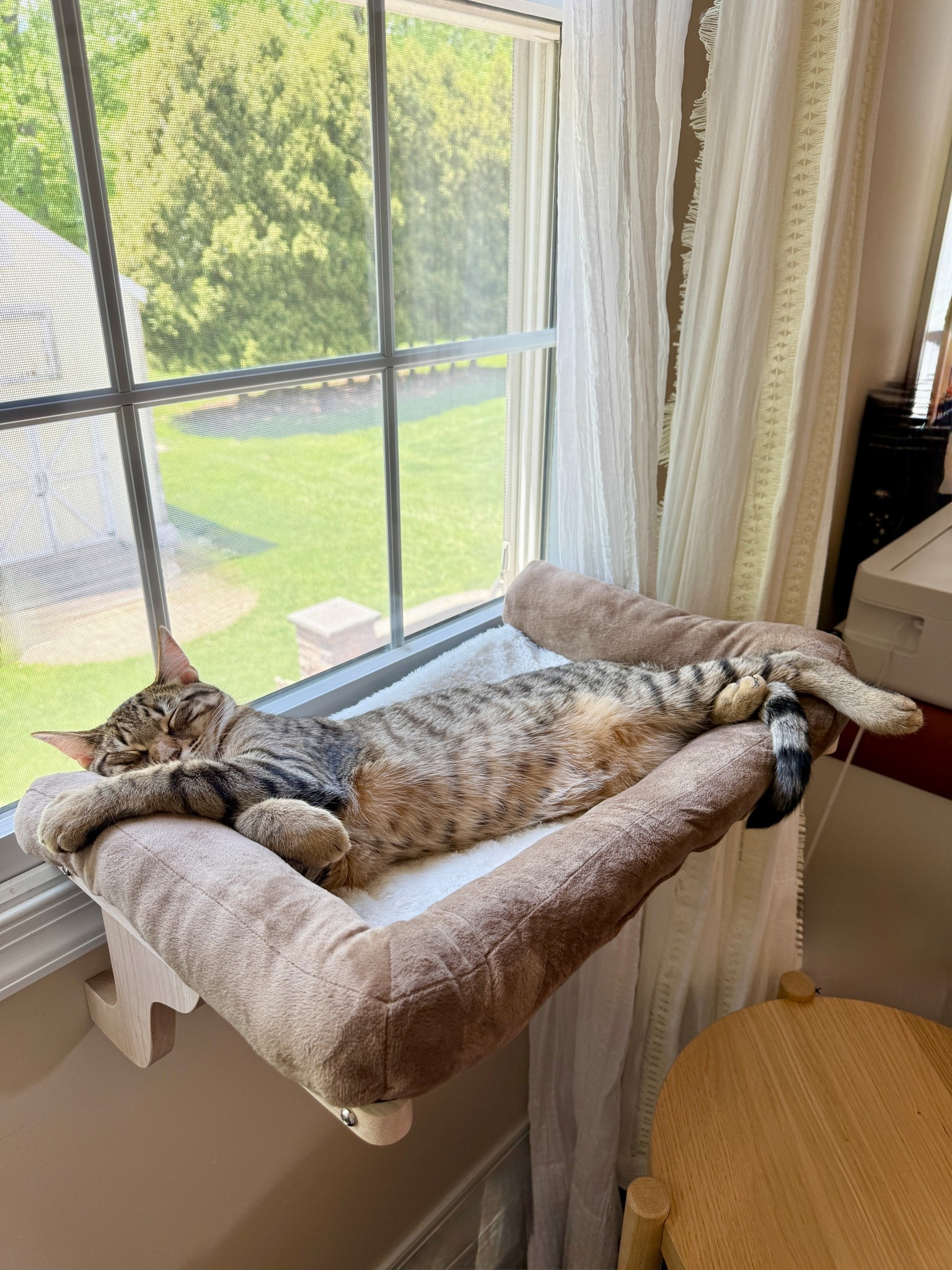 My absolute favorite window cat bed ! 

#LTKHome #LTKFindsUnder50 #LTKPets