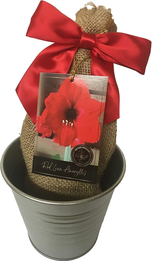 Rustic Tin Red Lion Amaryllis Holiday Gift Growing Kit, Deluxe Edition. Includes a Rustic Silver ... | Amazon (US)