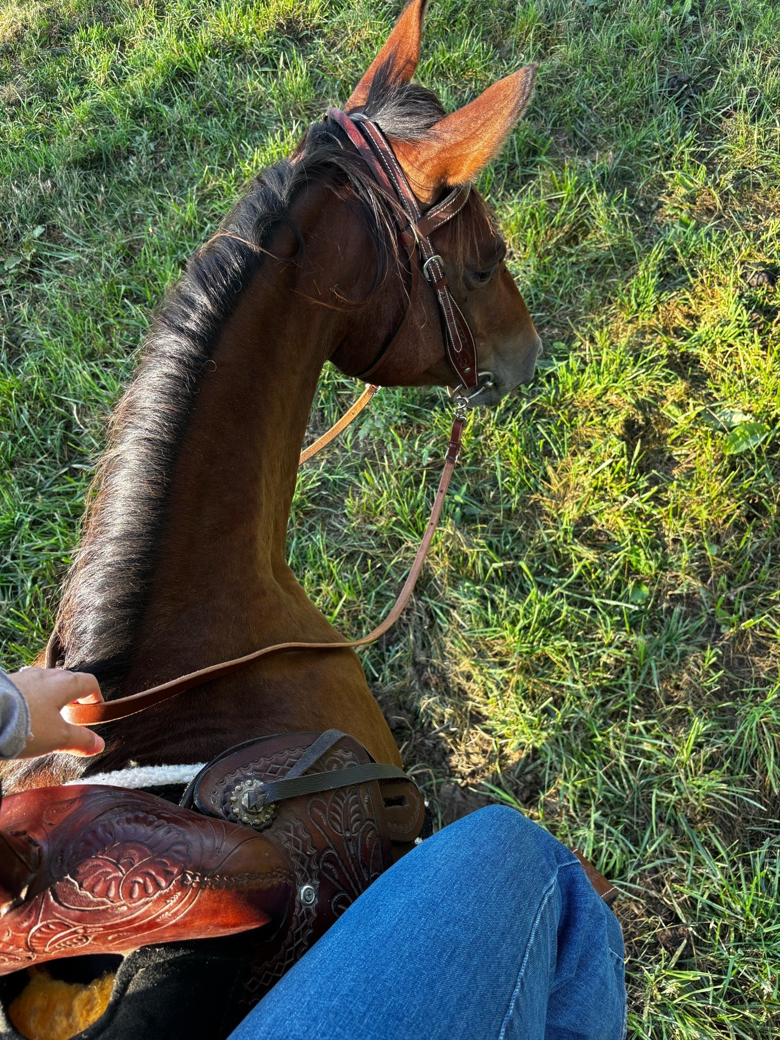 @Wrangler riding jeans ftw! Stretchy enough to fit in early second trimester! I’m wearing the Skylar in a 26! A size up from my normal wrangler size! Definitely stick true to size if you aren’t pregnant 😂 also wrangler is running a member exclusive sale so make sure you sign up and snag them on sale!

#LTKootd #LTKmomlife #LTKSaleAlert