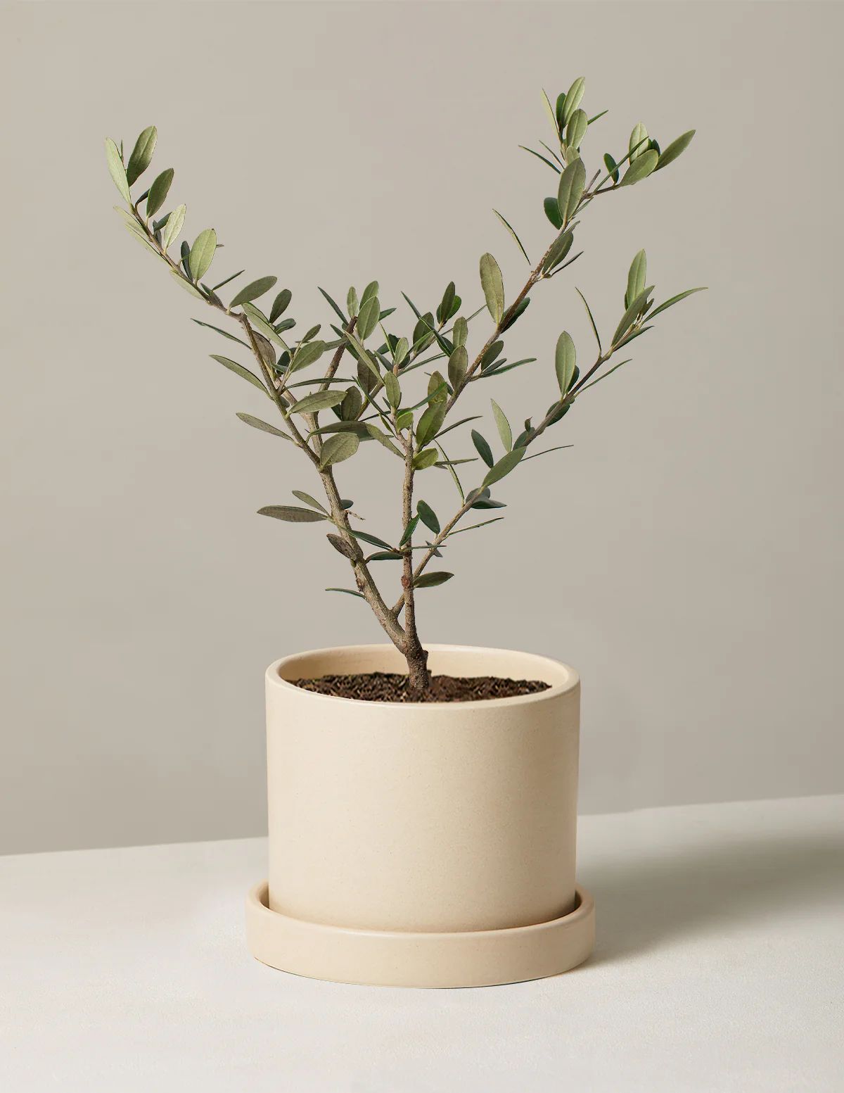 Olive Tree | The Sill