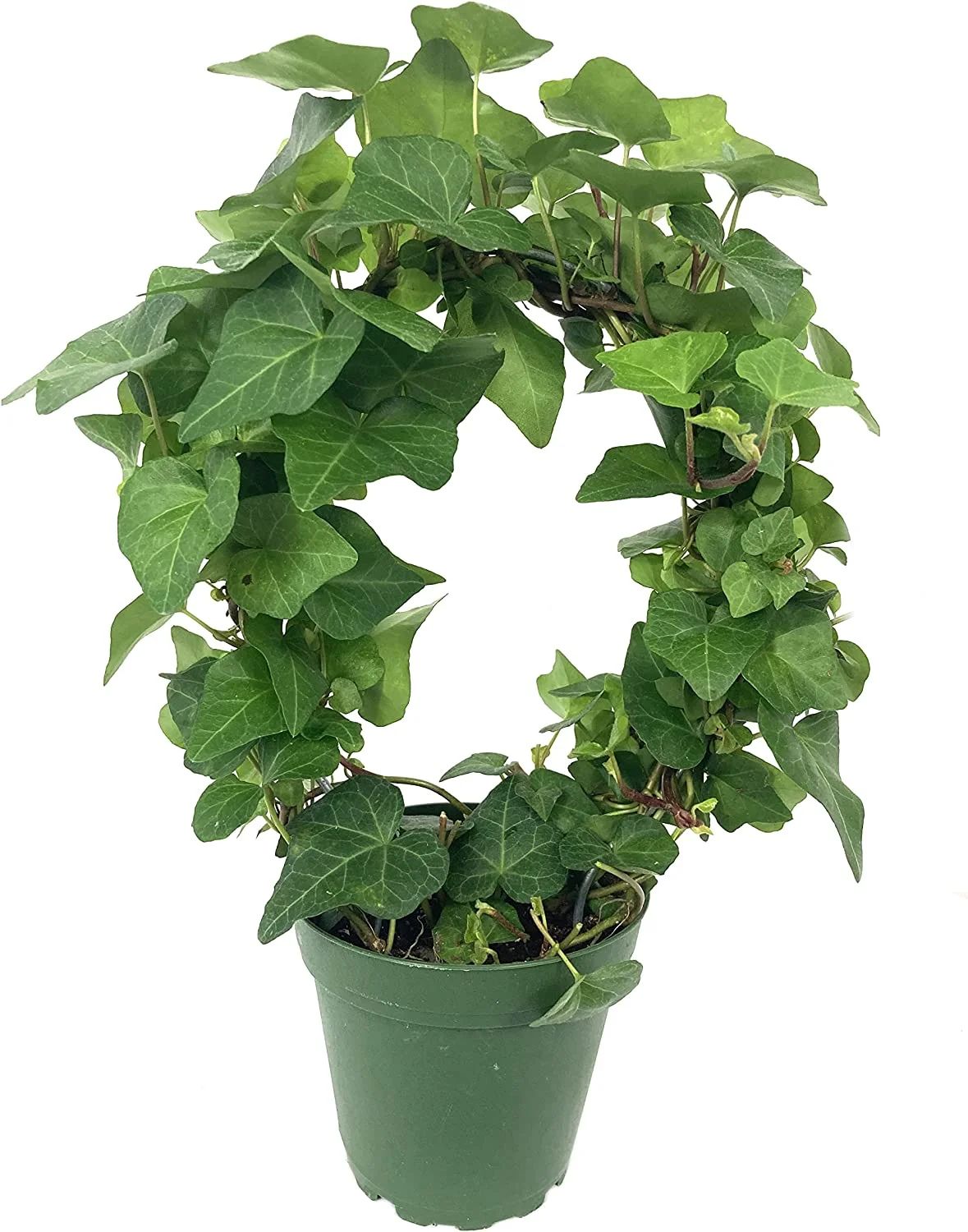 English Ivy Hoop - Live Plant in a 4 Inch Pot - Hedera Helix - Florist Quality - Beautiful Easy C... | Walmart (US)