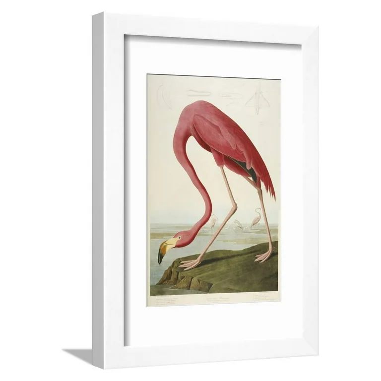 American Flamingo, from 'The Birds of America' Framed Print Wall Art By John James Audubon | Walmart (US)
