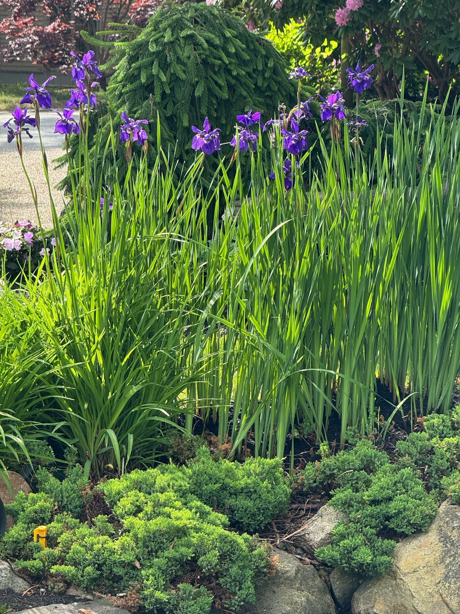 Thank you for asking me to post some landscape photos! We have done so much ourselves. Love the positive feedback! Share your thoughts!

#LTKHome #LTKSeasonal