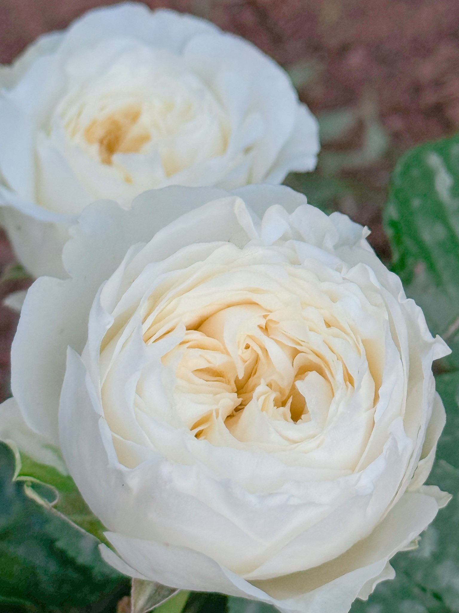 Royal park is a cream beauty! 

#LTKmorningroutine #LTKSeasonal #LTKOver40