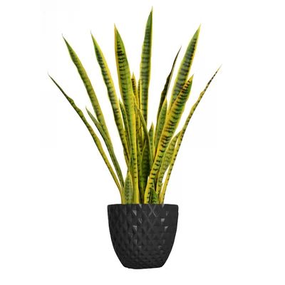 Floor Snake Plant in Planter | Wayfair North America