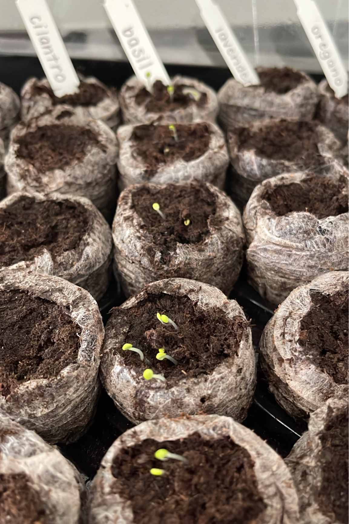Seedlings are starting to germinate 🫣😍 #garden #germination

#LTKSeasonal