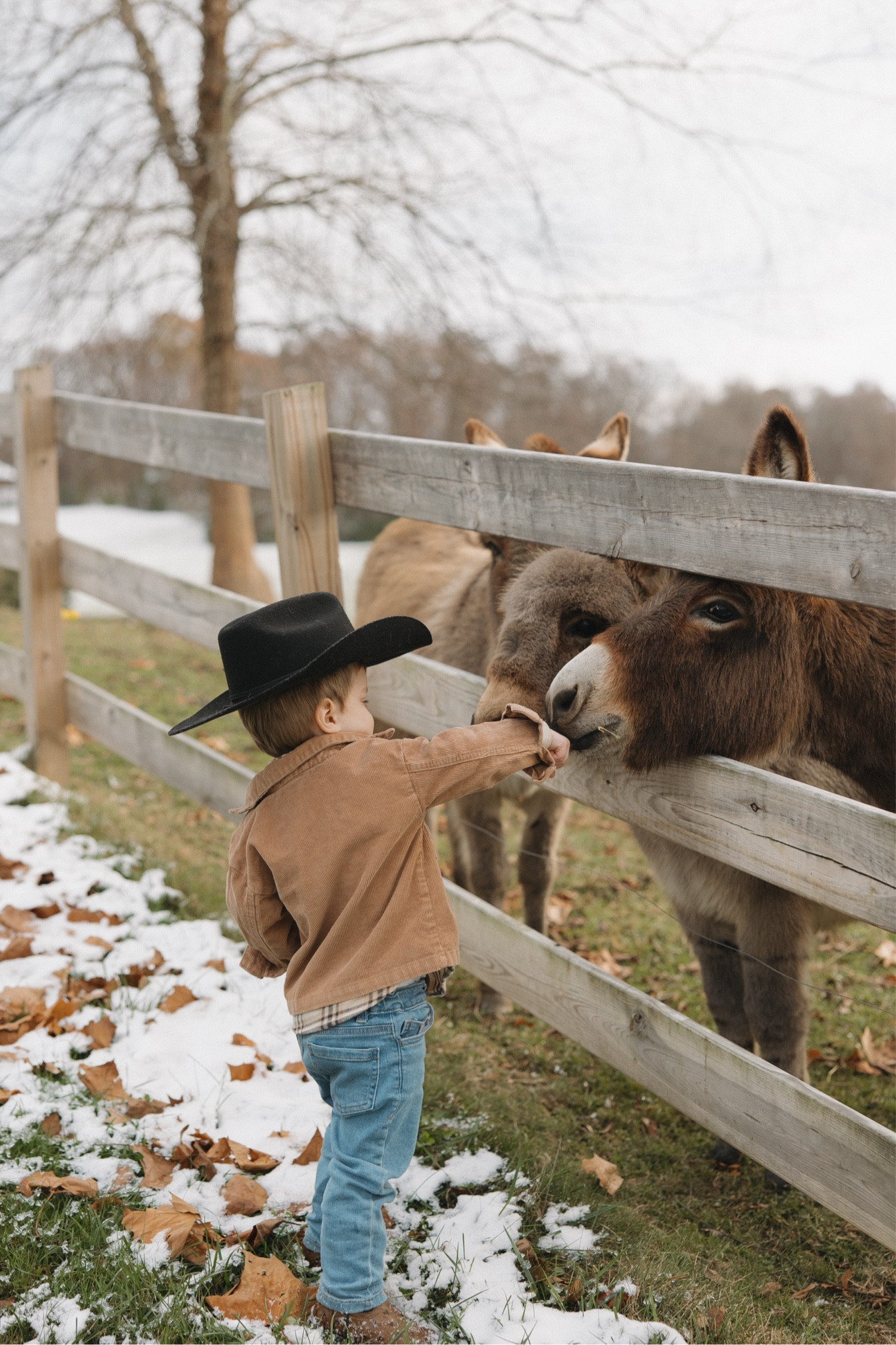 Little man and his Tilly and June Bug ♥️ he loves his Ms Jess’s donkeys 🥹

#LTKFamily #LTKHoliday #LTKKids