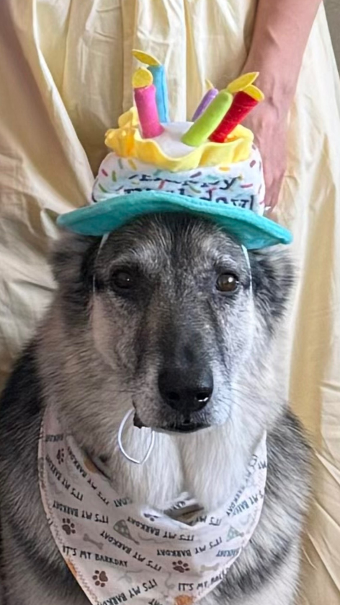 My boys had the best birthday celebration 🐾🥹

PetFinds
Birthday

#LTKdayinmylife #LTKHome