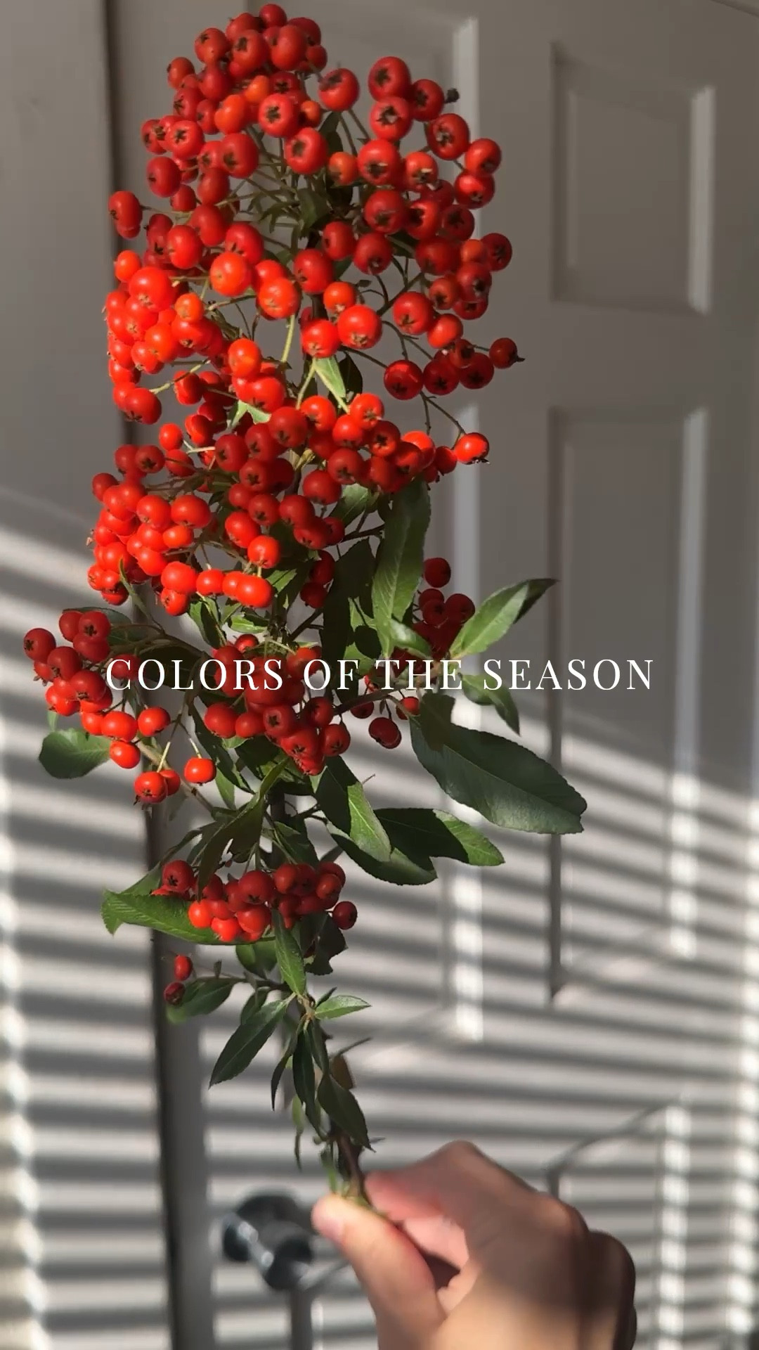 Fall Faux Florals ~

Shop Joss & Main for the most natural looking decor pieces. I’m LOVING the deep, earthy tones of these fall color sets:





#falldecor #joss&main #holidaydecor #home #trending #wreaths #garland 



#LTKHoliday #LTKHalloween #LTKSeasonal