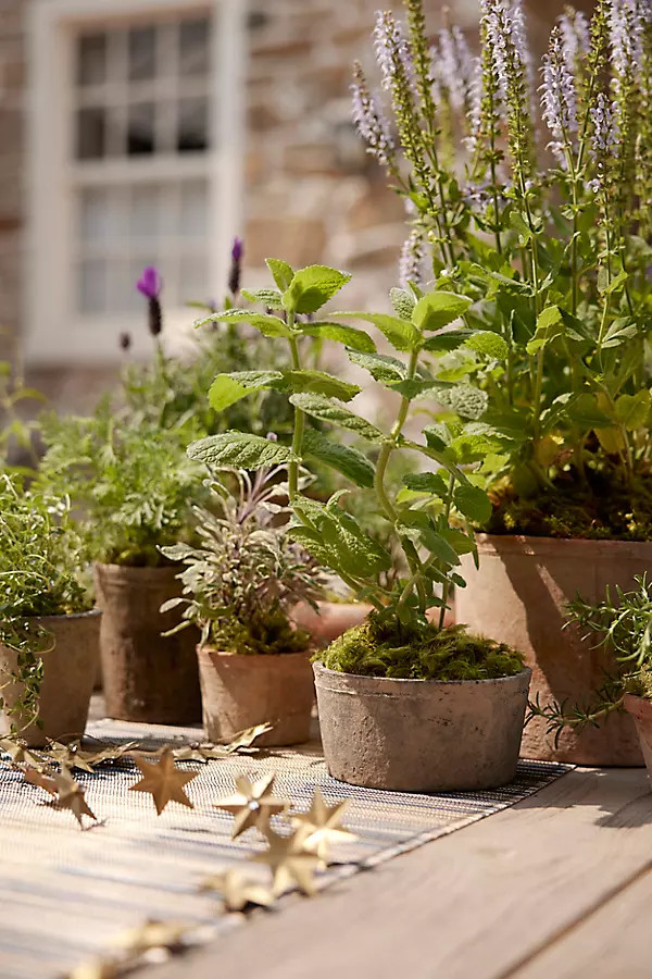 Earth Fired Clay Low Sill Pot + Saucer Set | Anthropologie (US)
