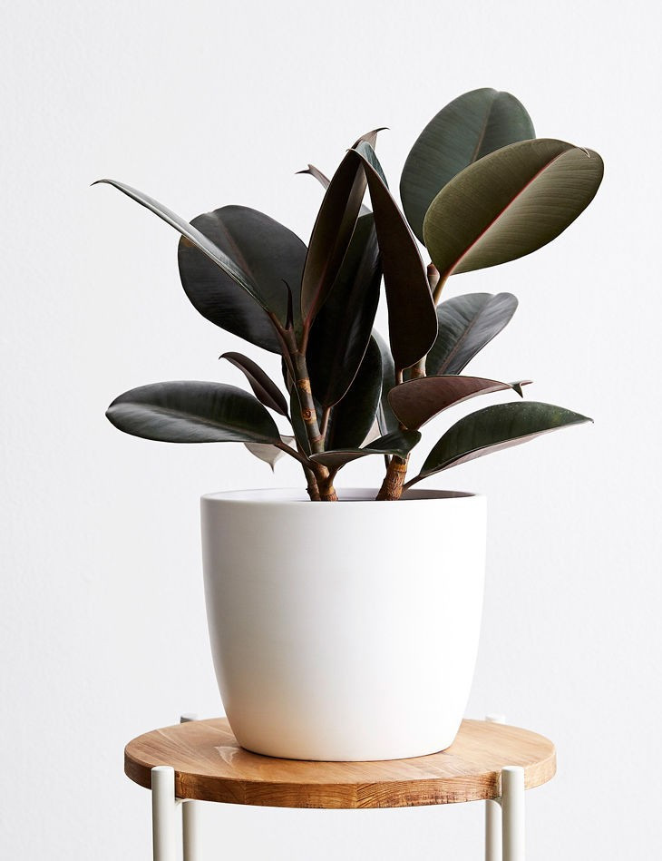 Rubber Tree, White | Lulu and Georgia 
