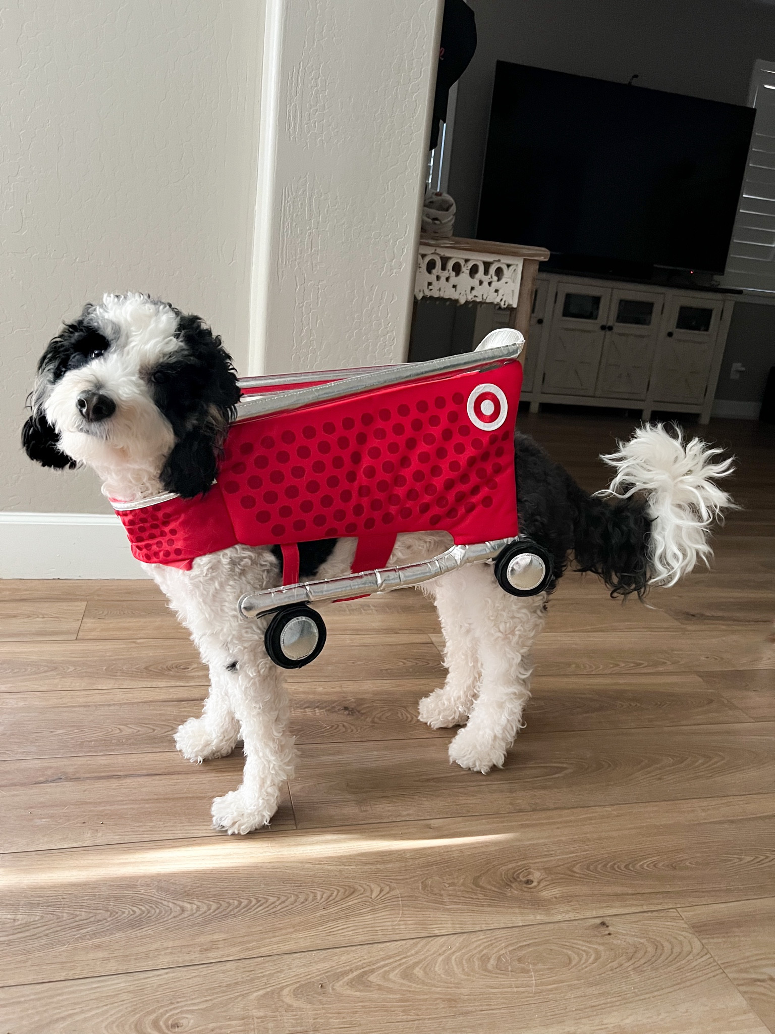 Toby is ready to go shopping! Halloween costume #1

#LTKFamily #LTKSeasonal #LTKFindsUnder50