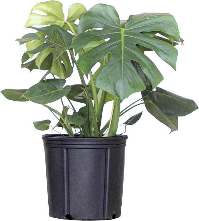 United Nursery Monstera Deliciosa – Swiss Cheese Plant in 10” Grower Pot – 24–28 Inches T... | Amazon (US)