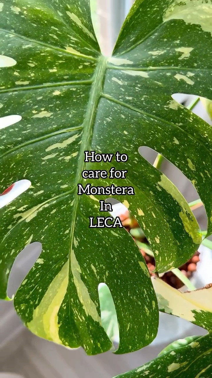 Comment CARE for links 🤍  LECA Monstera care made simple 🌿✨

I wait until the reservoir is completely dry before watering again.
Once dry, I rinse the @solsoils LECA thoroughly to flush out built-up salts and prevent mineral buildup around the roots.

After everything drains fully, I refill the reservoir with water, fertilizer, and a biological mosquito control to keep nutrients consistent and fungus gnats away.

I keep a small reservoir at the bottom so the roots can wick up moisture — without ever sitting in too much water.

She lives in front of my Barrina standing grow light for bright, consistent light, which keeps her happy and pushing new growth.

Small reservoir. Bright indirect light. Consistency. That’s the formula. 🌱

Save this for your next plant care day.

monstera care | leca plant care | semi hydro plants | grow lights for plants | houseplant tips

#monstera #lecaplants #semihydro #houseplantcare #planttips growlights indoorgardening