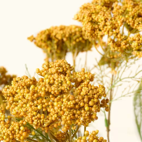Yellow Queen Anne Lace Bush | Magnolia