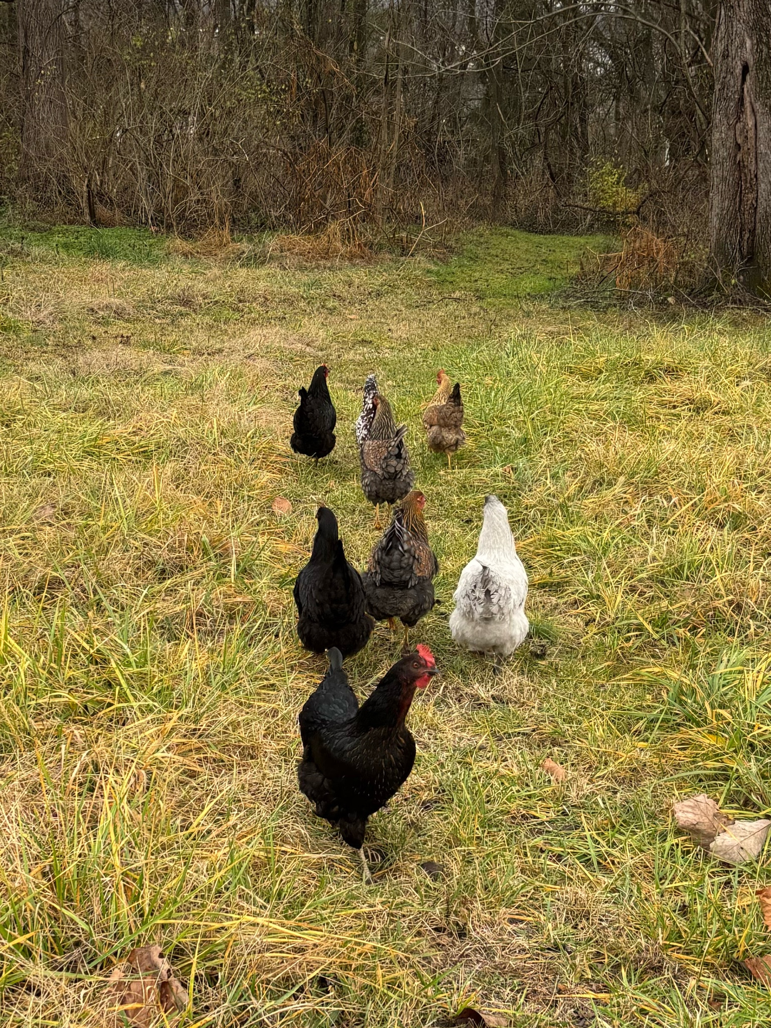 Chicken favorites 😂 these gals have been free ranging a ton more with winter temps coming in and have explored almost every acre of woods they can. Which has made collecting eggs slightly difficult 🤪😂

#LTKWorkwear #LTKHome #LTKShoeCrush