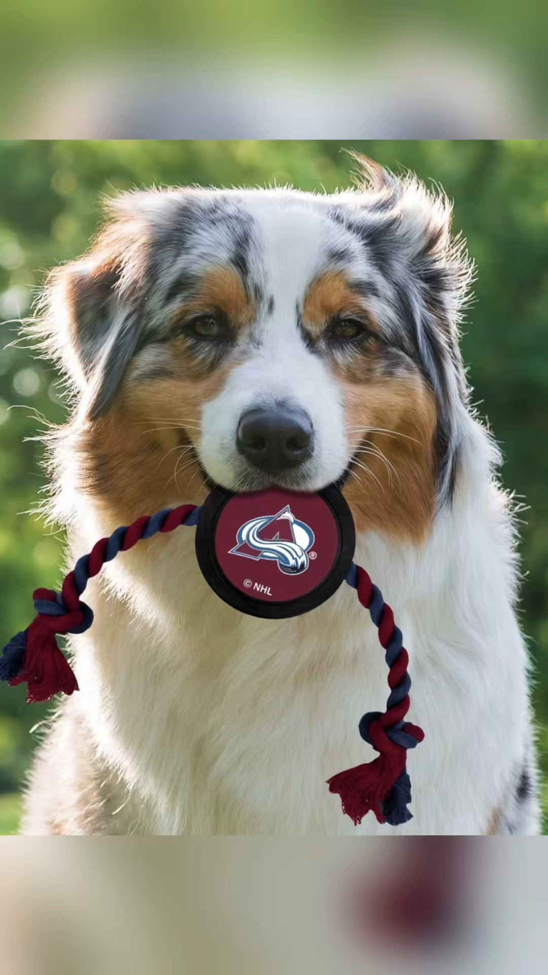 Pet gifts. Hockey puck dog/cat toy  

#LTKSeasonal #LTKHoliday #LTKGiftGuide