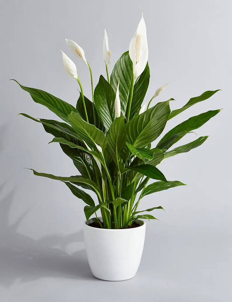 Peace Lily spathiphyllum Air Purifying Indoor Plant in 4 3D | Etsy | Etsy (US)