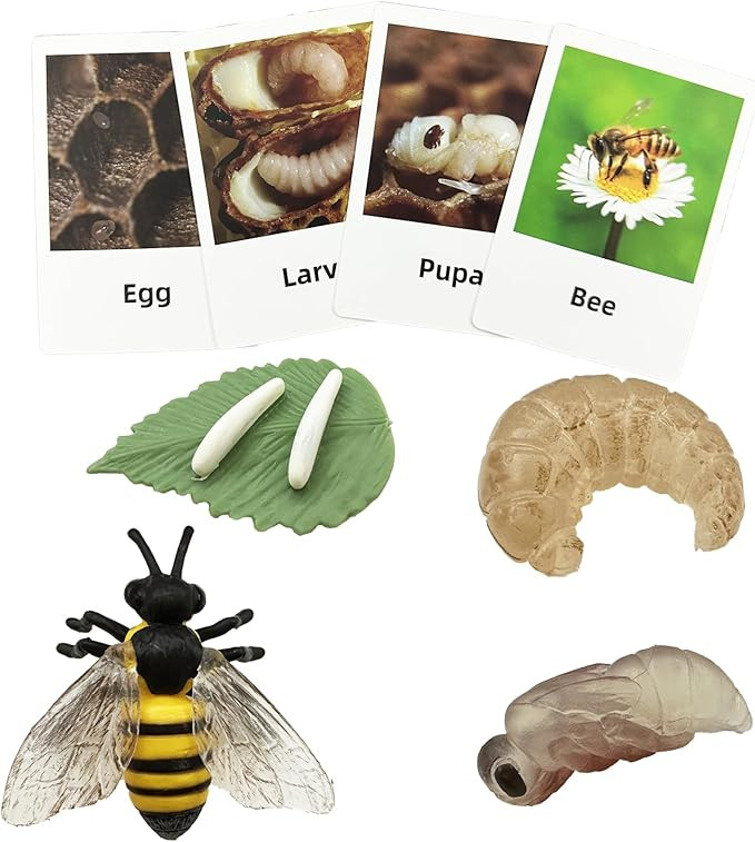 Mbrain 4pcs Bee Growth Cycle with Flash Cards,Life Cycle Learning & Education Toys,Montessori Toy... | Amazon (US)