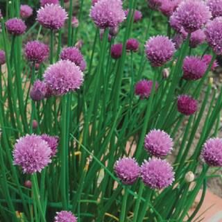 Seeds of Change Organic Garden Chives Seeds-07389 - The Home Depot | The Home Depot