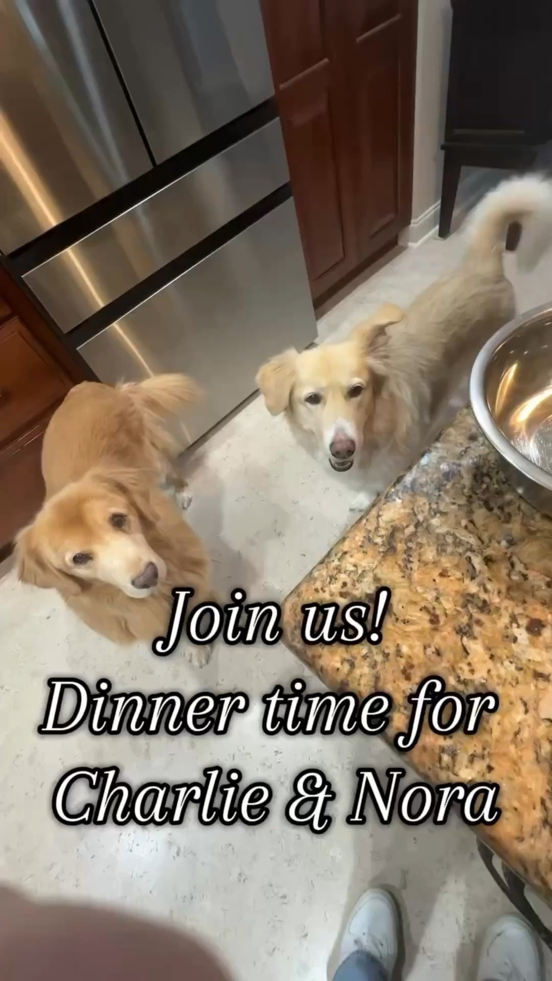 Dinner time is extra special since we switched to making their food.  They are so happy & it brings me so much joy! We are eating a little early because we are taking them to look at Christmas lights - they love it! Can’t wait to watch them light up.  Not sure about putting the windows down this year though - it’s so cold!!
#goldensofinstagram #homemadedogfood #happydogs #seniordog #goldenretrieverlove #dogmom