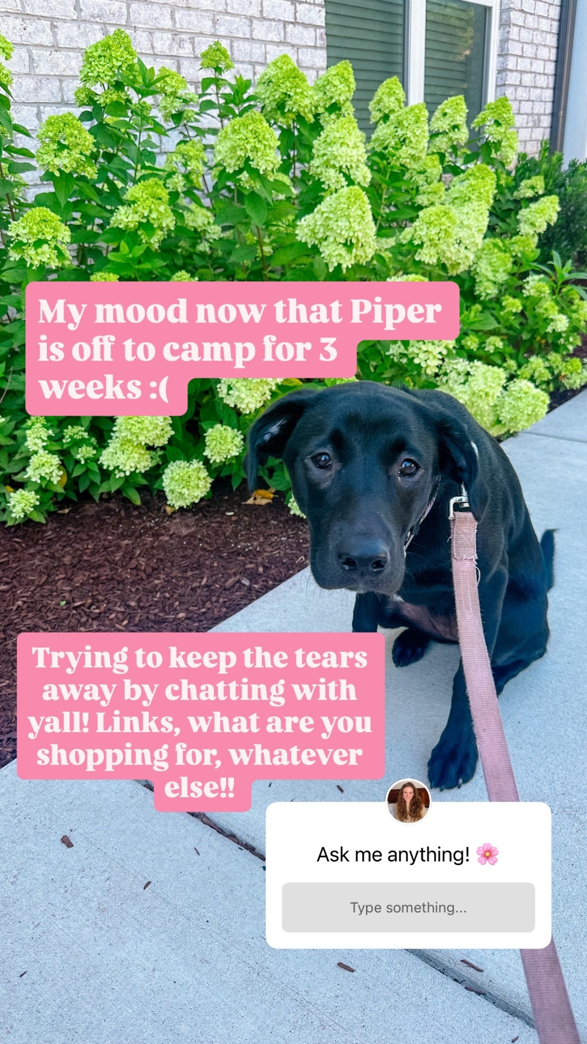 Answering any & all of your questions on my insta stories today to keep the tears away after Piper left :(( Ask me anything!! 