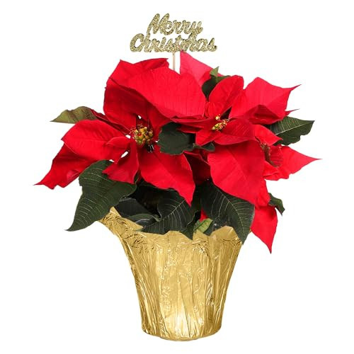 Plants & Blooms Shop SA5000MC Live Red Poinsettia Plant in Gold Pot Cover with Merry Christmas Pick, Live Plant, Elegant Holiday Décor or Gift, 4" Diameter, 8" Tall | Amazon (US)