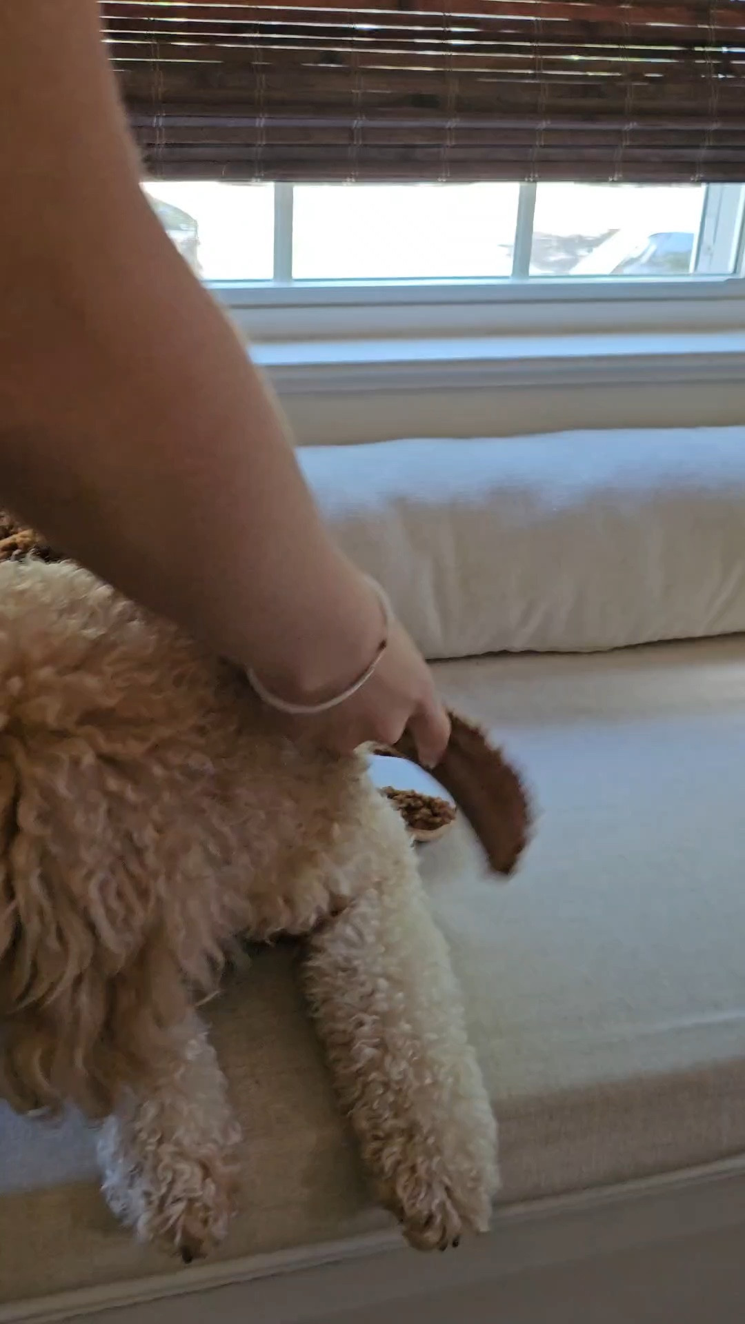 This reversible Teddy coat is adorable on pets 🥰


#LTKfamily #LTKVideo