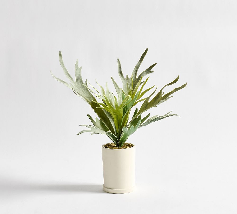 Potted Staghorn, Small | Pottery Barn (US)